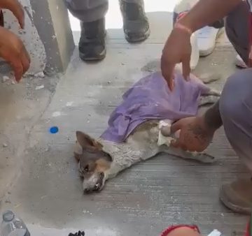 (VIDEO) Perrito sufre golpe de calor; rescatistas lo auxilian en Nuevo León