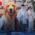 Pareja gastó más de medio millón de pesos para viajar con su perro a Japón