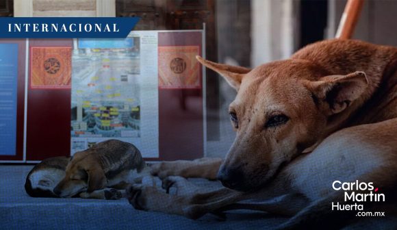 Controversia en Turquía por propuesta de sacrificar perros callejeros