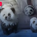 (VIDEO) Zoológico chino exhibe perros pintados como pandas