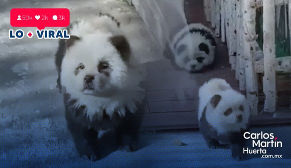 (VIDEO) Zoológico chino exhibe perros pintados como pandas