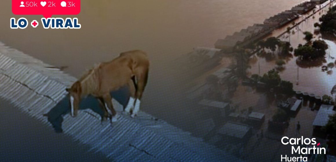 (VIDEO) Rescatan a caballo varado en techo de zona inundada de Brasil