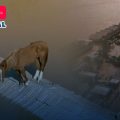 (VIDEO) Rescatan a caballo varado en techo de zona inundada de Brasil