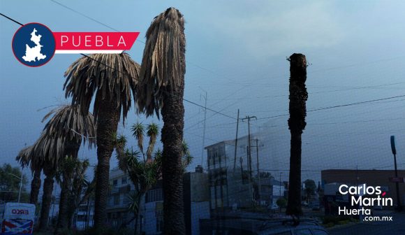 Retirarán palmeras muertas en la colonia La Paz
