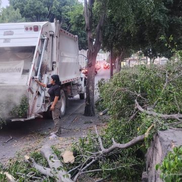 Fuertes vientos dejan árboles caídos en el municipio de Puebla