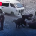 (VIDEO) Abuelita es atacada por perros en Querétaro