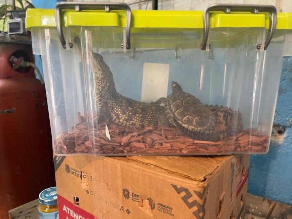 Animales exóticos - Xalapa Aseguran animales exóticos en Xalapa, Veracruz