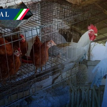 Salud descarta riesgos de contagio tras muerte por influenza aviar en México
