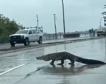 (VIDEO) Captan a cocodrilo cruzando vialidad en Tampico