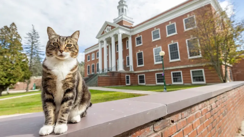 Gato Max universidad de Vermont