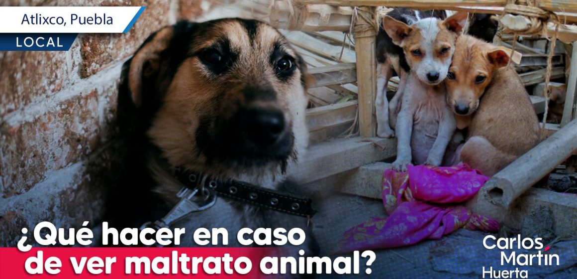 ¿Qué hacer en caso de ver maltrato animal?