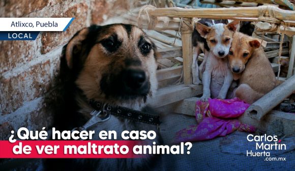 ¿Qué hacer en caso de ver maltrato animal?