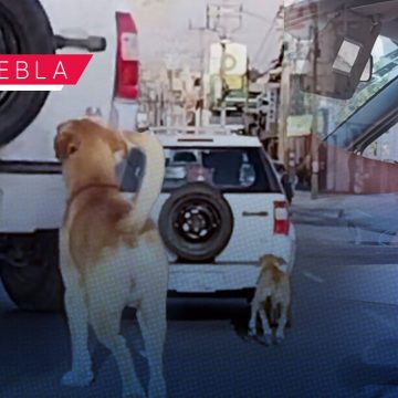 Señora abandona a su perro en las calles de Puebla; este la sigue