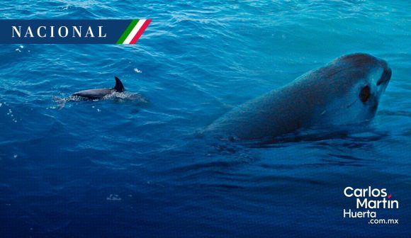 La vaquita marina al borde de la extinción: ¿es posible salvarla?