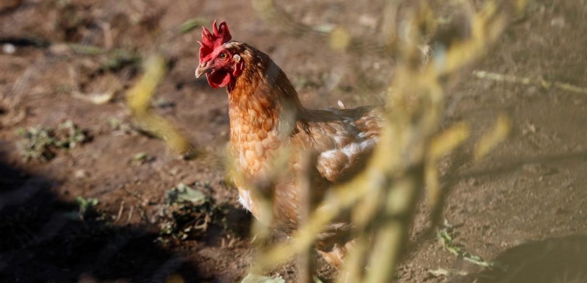 Se descartan casos en humanos de gripe aviar en Puebla