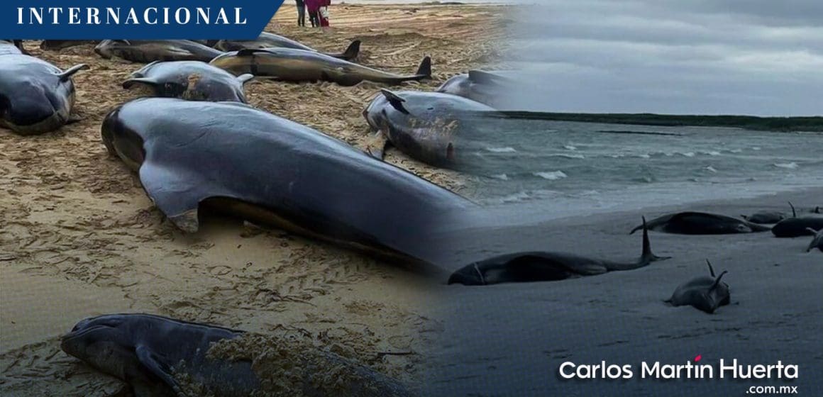 Localizan 77 ballenas varadas en isla de Escocia