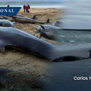 Localizan 77 ballenas varadas en isla de Escocia