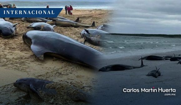 Localizan 77 ballenas varadas en isla de Escocia