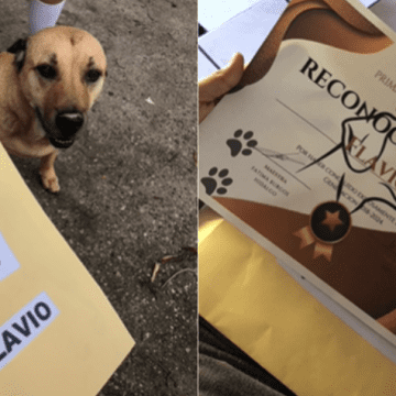 Perrito se gradúa de la primaria y recibió su diploma