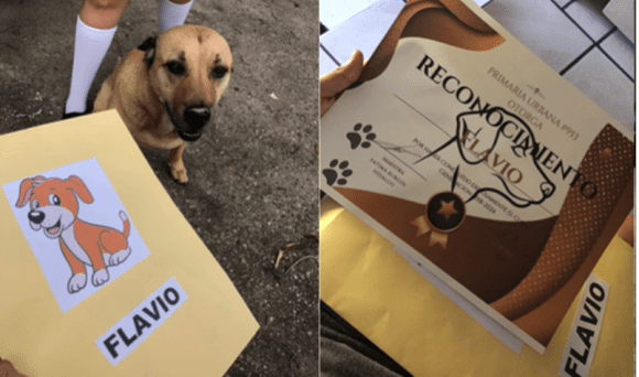 Perrito se gradúa de la primaria y recibió su diploma