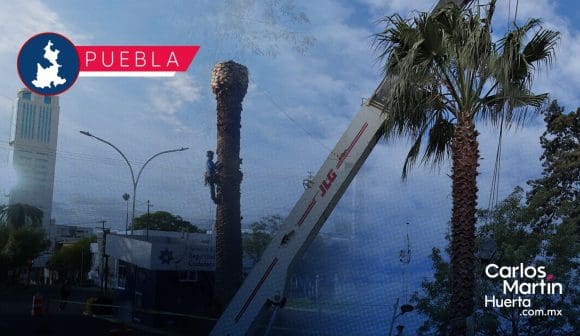 Portada Derribarán palmeras enfermas en La Paz; se restituirán CMH Derribarán palmeras enfermas en La Paz; se restituirán