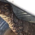 Capturan a lagarto en Tlaxcala