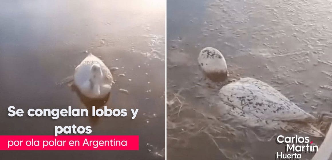 Animales se congelan por ola de frío en Argentina