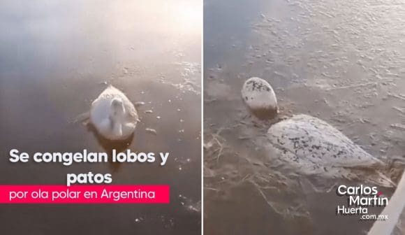 Animales se congelan por ola de frío en Argentina