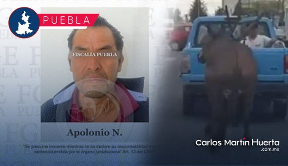 Vinculan a proceso a Apolonio tras maltratar a mula Hope