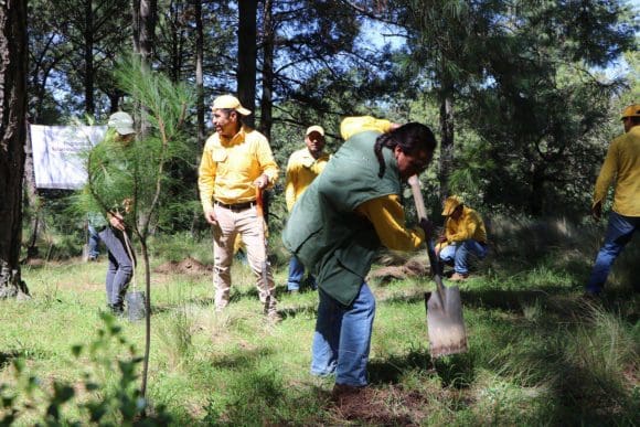 arboles Destinará gobierno estatal 300 mil plantas a la Mixteca para reforestación