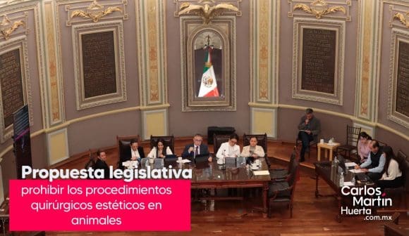 Impulsan propuesta legislativa para prohibir intervenciones estéticas en animales