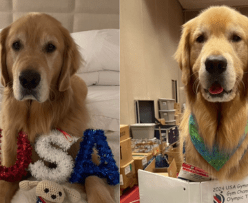 Beacon, primer perro de terapia de los Juegos Olímpicos