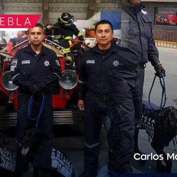¡Gracias Dana! Muere perrita rescatista tras 9 años de servicio en Puebla