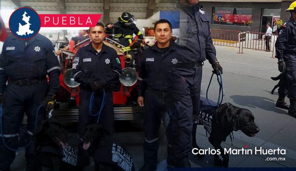 ¡Gracias Dana! Muere perrita rescatista tras 9 años de servicio en Puebla