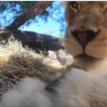 Leones traviesos graban divertida escena al descubrir cámara oculta