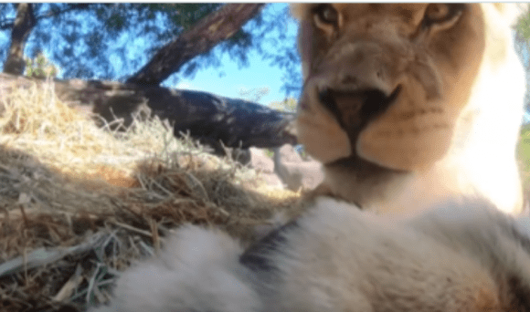 Leones traviesos graban divertida escena al descubrir cámara oculta