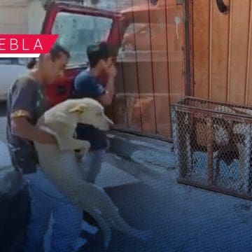 Encierran a perrito en jaula durante días en el Circuito Juan Pablo II; ya fue rescatado