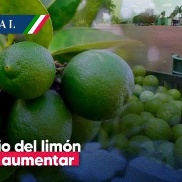 Prevén alza del limón por extorsión a productores en Michoacán