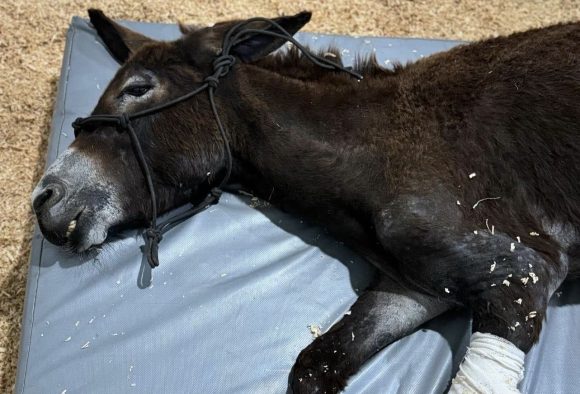 Piden justicia para ‘Olivia’, burrita a la que le quemaron su pata en Querétaro