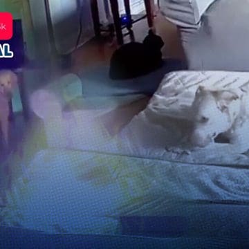 (VIDEO) Perro provoca incendio en una casa por morder una batería de litio