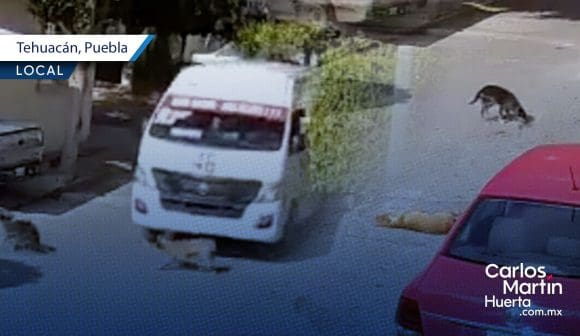 Ruta 46 atropella y mata a perrito en las calles de Tehuacán