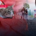 Esterilización, vacunación, consultas y más; inicia la semana del bienestar animal en Puebla