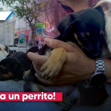 ¡Adopta un perrito! Conoce como adoptar a un perro en Atlixco