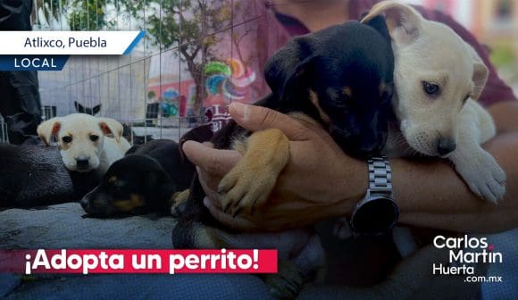 ¡Adopta un perrito! Conoce como adoptar a un perro en Atlixco