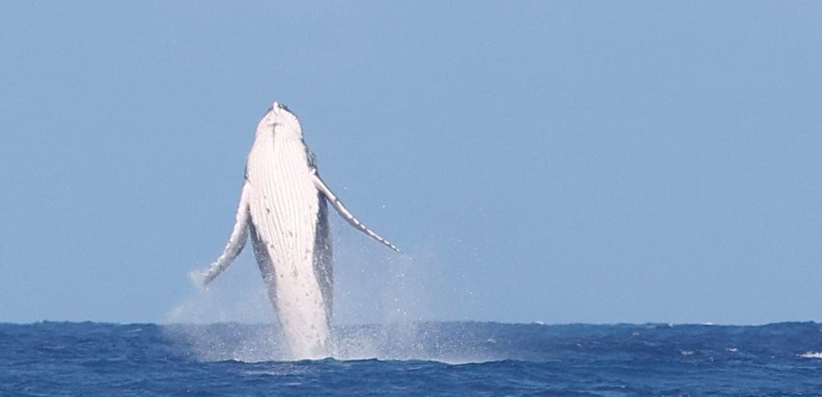 Una ballena aparece en el Surf de París 2024