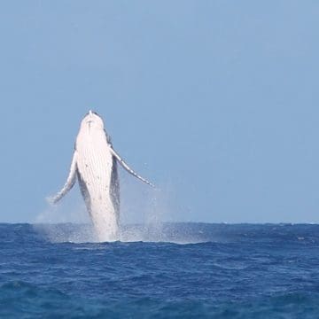 Una ballena aparece en el Surf de París 2024