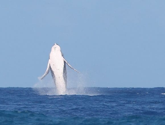 Una ballena aparece en el Surf de París 2024