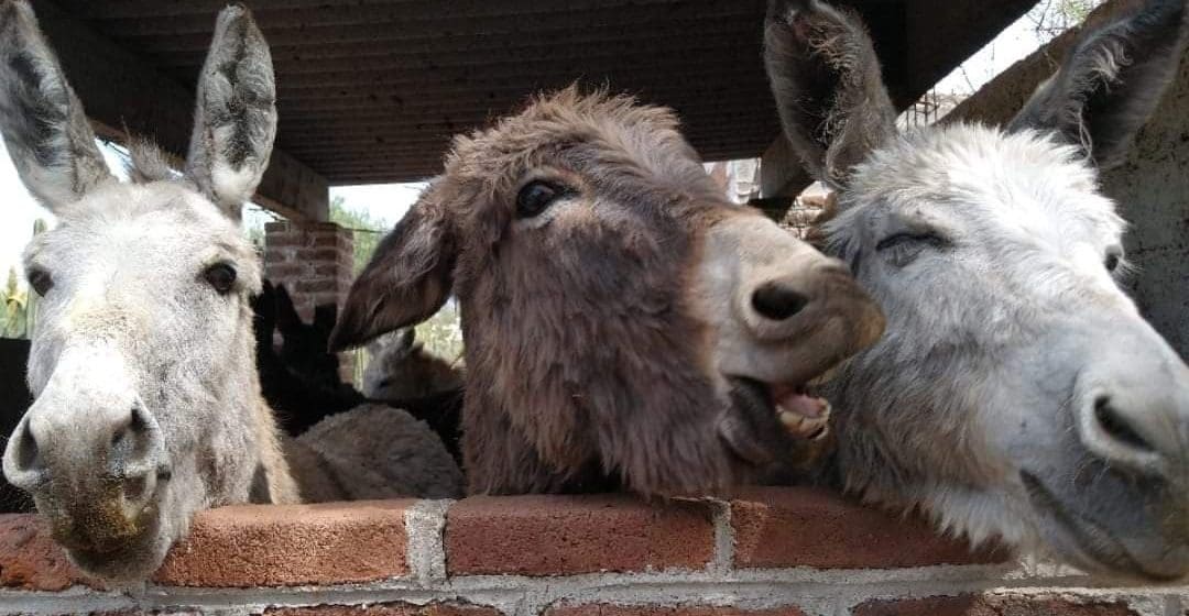 Burrolandia celebra 18 años de rescatar al burro mexicano para evitar su extinción