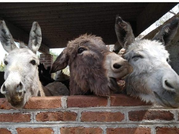 Burrolandia celebra 18 años de rescatar al burro mexicano para evitar su extinción