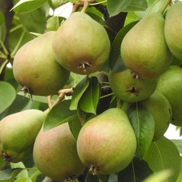 El estado de Puebla es líder nacional en el cultivo de la pera